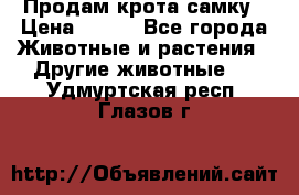 Продам крота самку › Цена ­ 200 - Все города Животные и растения » Другие животные   . Удмуртская респ.,Глазов г.